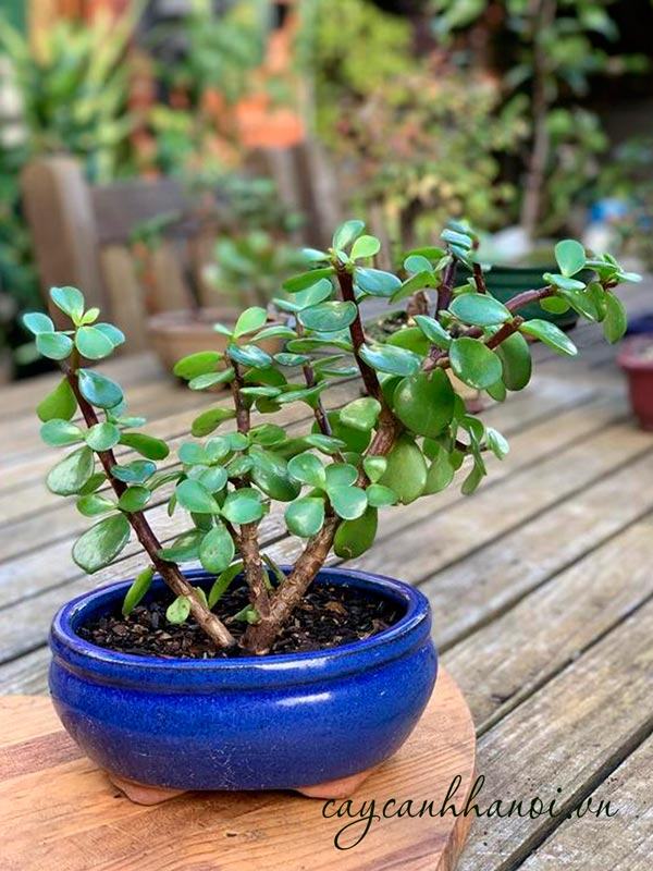 Sen dollar xanh trồng bonsai