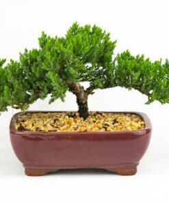 Tùng kim bonsai đẹp