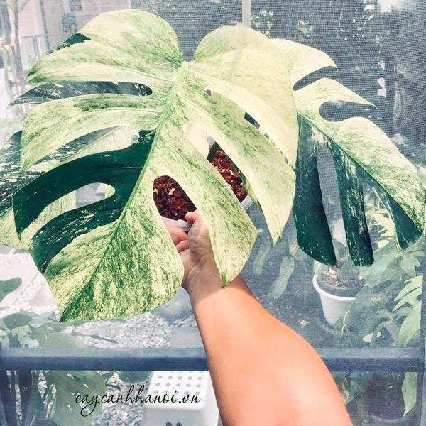 Monstera deliciosa var. borsigiana ‘Mint’ variegata