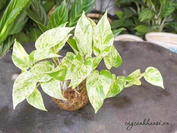 Tổng hợp những loại cây trầu bà hiện có trên thị trường hiện nay 77 Cây trầu bà sữa