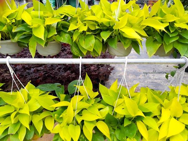 Tổng hợp những loại cây trầu bà hiện có trên thị trường hiện nay 50 Cây trầu bà thái vàng