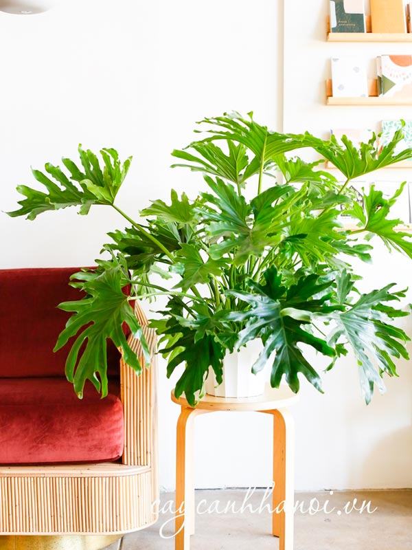 Tổng hợp những loại cây trầu bà hiện có trên thị trường hiện nay 58 Cây trầu bà thanh xuân mang đến sự sang trọng