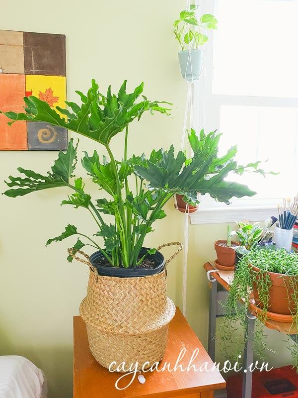 Tổng hợp những loại cây trầu bà hiện có trên thị trường hiện nay 59 Cây trầu bà thanh xuân trồng trong nhà