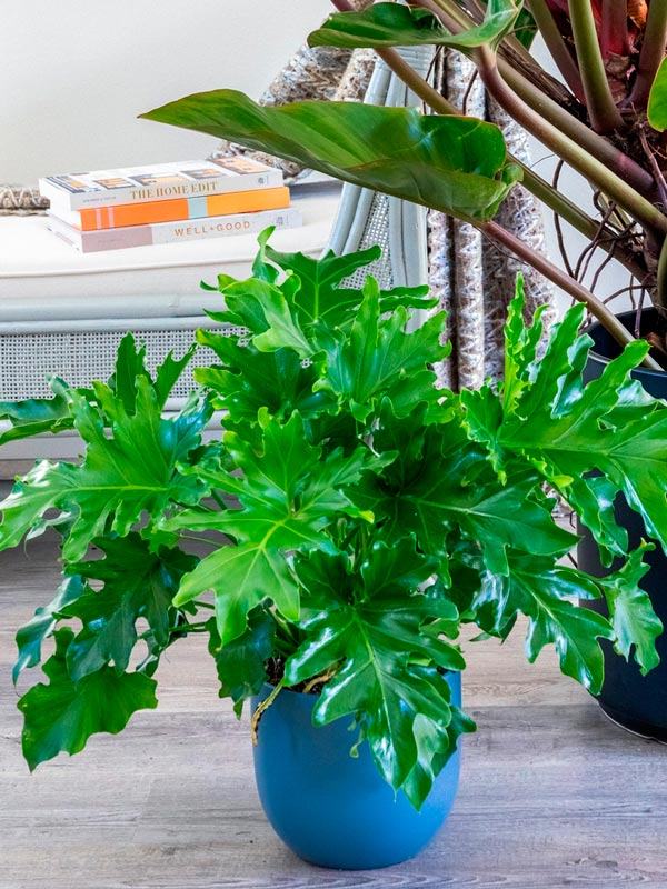 Tổng hợp những loại cây trầu bà hiện có trên thị trường hiện nay 56 Cây trầu bà thanh xuân trưng nội thất