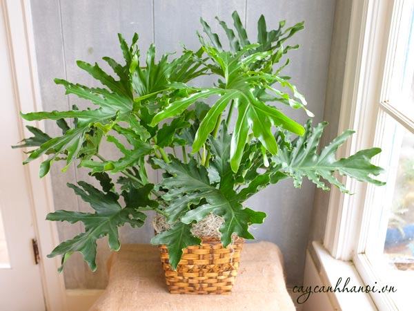 Tổng hợp những loại cây trầu bà hiện có trên thị trường hiện nay 57 Cây trầu bà thanh xuân