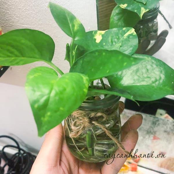 Tổng hợp những loại cây trầu bà hiện có trên thị trường hiện nay 48 Cây trầu bà trồng chậu mini để bàn