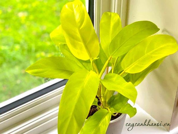 Tổng hợp những loại cây trầu bà hiện có trên thị trường hiện nay 53 Cây trầu bà vàng lá dài trồng trang trí nội thất