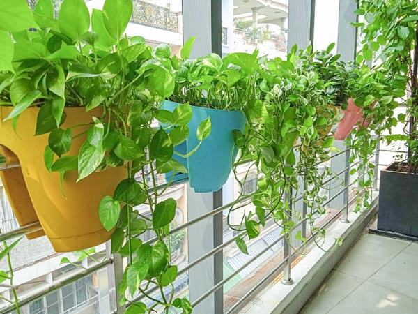 Tổng hợp những loại cây trầu bà hiện có trên thị trường hiện nay 63 Cây trầu bà xanh trồng ban công