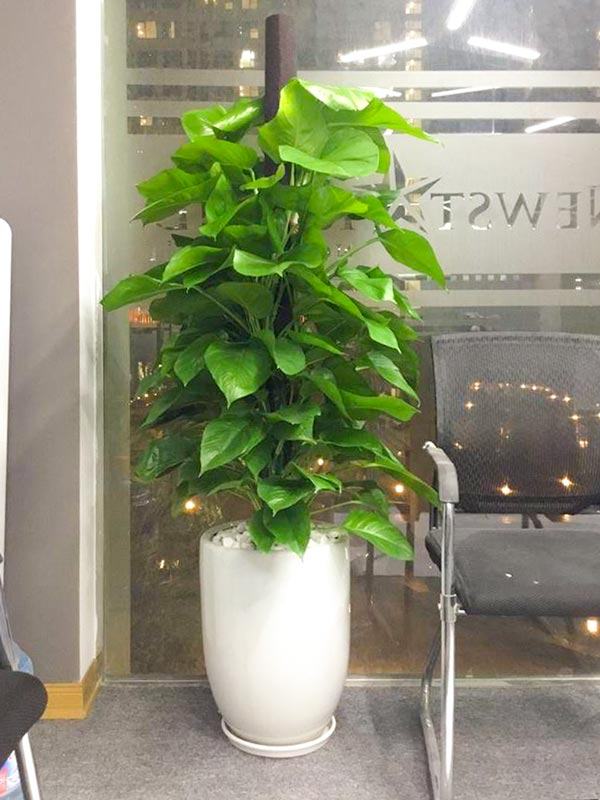 Tổng hợp những loại cây trầu bà hiện có trên thị trường hiện nay 55 Cây trầu ông leo cột trang trí nội thất