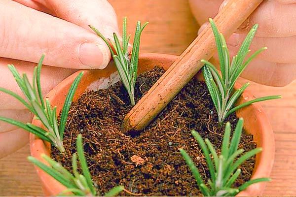 Chon đất trồng cây hương thảo