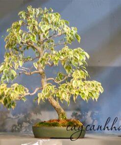Sanh cẩm thạch trồng bonsai