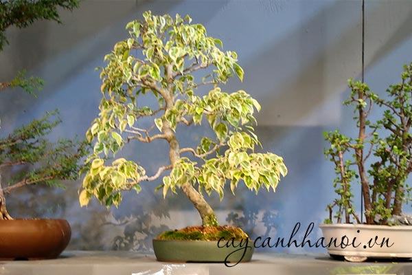Sanh cẩm thạch trồng bonsai