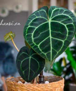 Cách nhân giống cây Anthurium Clarinervium