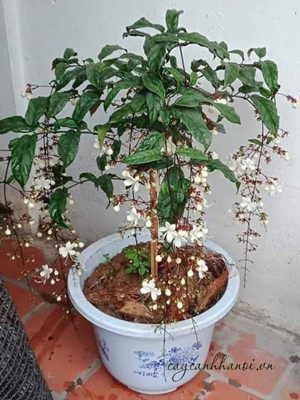 Cách trồng cây dạ minh châu