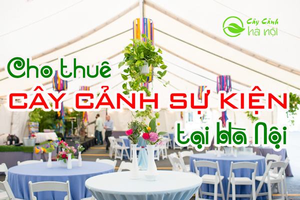 Cho thuê cây cảnh sự kiện tại Hà Nội