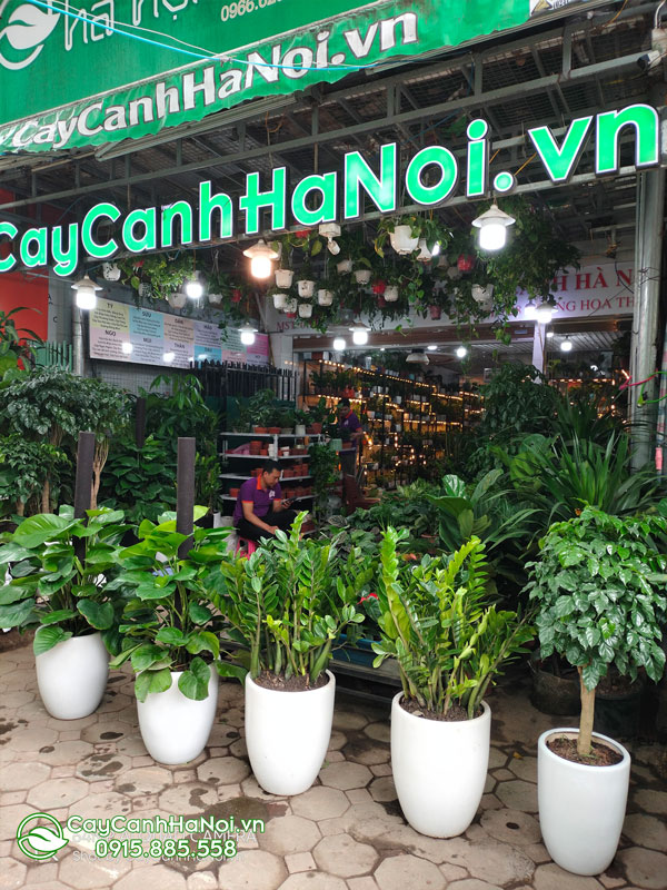 công ty cho thuê cây xanh văn phòng Hà Nội