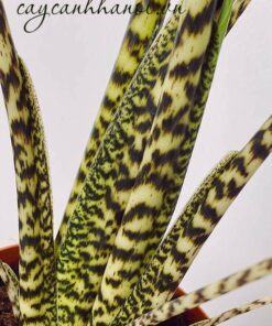 Hoa văn trên thân cây Đặc điểm thân cây Alocasia Zebrina