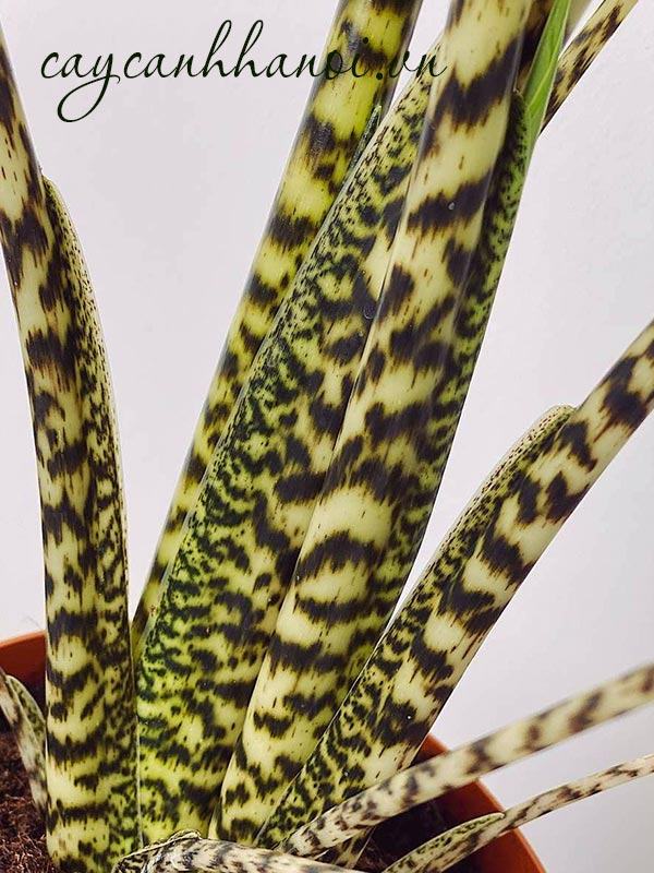 Hoa văn trên thân cây Đặc điểm thân cây Alocasia Zebrina