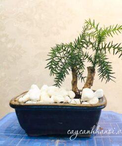 Lưu ý khi trồng cây tùng gai bonsai