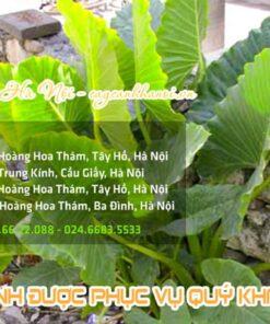 Cây cảnh Hà Nội bán cây tai voi giá rẻ tại Hà Nội