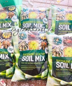 Đất trồng Soil Mix có khả năng thoát nuócc tốt