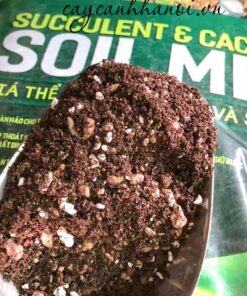 Giá thể soil Mix phù hợp trồng sen đá xương rồng