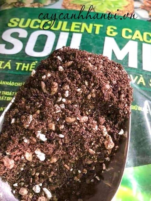 Giá thể soil Mix phù hợp trồng sen đá xương rồng