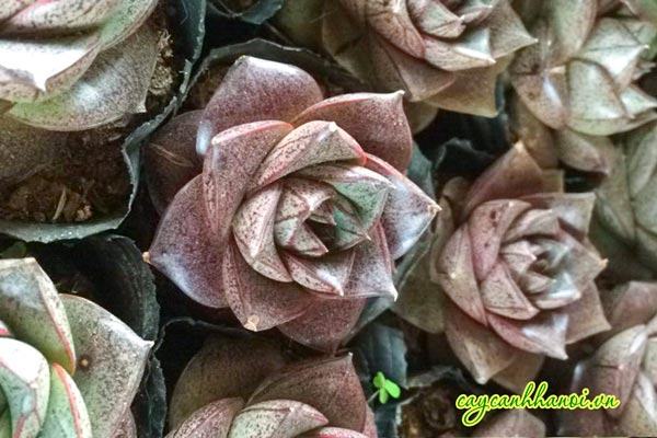Sen đá hoa hồng đen có sức sống bền và dẽo dai