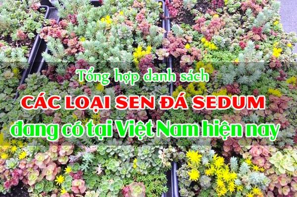 Tổng hợp các loài sen đá sedum đang có tại Việt Nam hiện nay