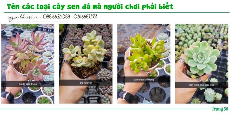 Tổng hợp tên các loài sen đá trang 38