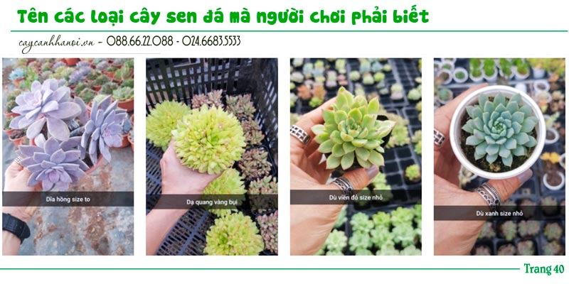 Tổng hợp tên các loài sen đá trang 40