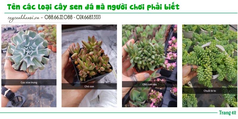 Tổng hợp tên các loài sen đá trang 42