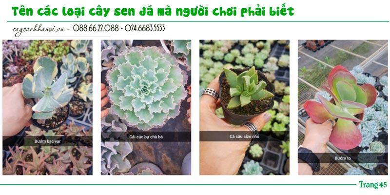 Tổng hợp tên các loài sen đá trang 45