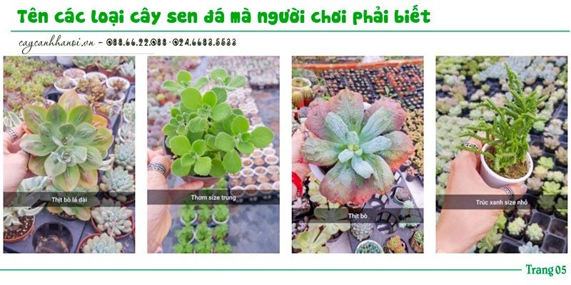 Tổng hợp tên các loài sen đá trang 5