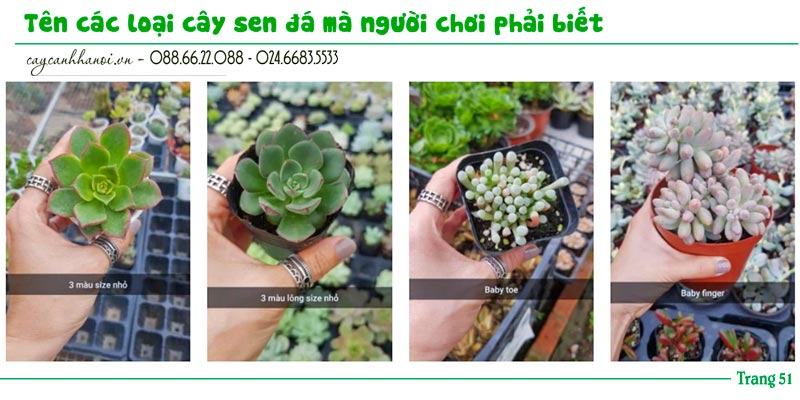 Tổng hợp tên các loài sen đá trang 51