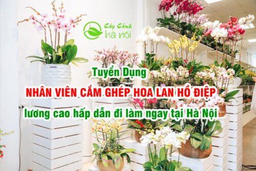 Tuyển dụng nhân viên cắm ghép hoa lan hồ điệp lương cao hấp dẫn tại Hà Nội