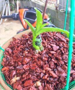 Vỏ thông Orchiata thích hợp để trồng lan