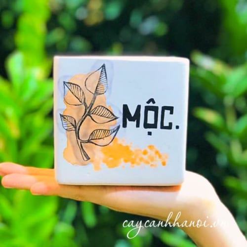 Chậu cây cảnh với slogan mộc