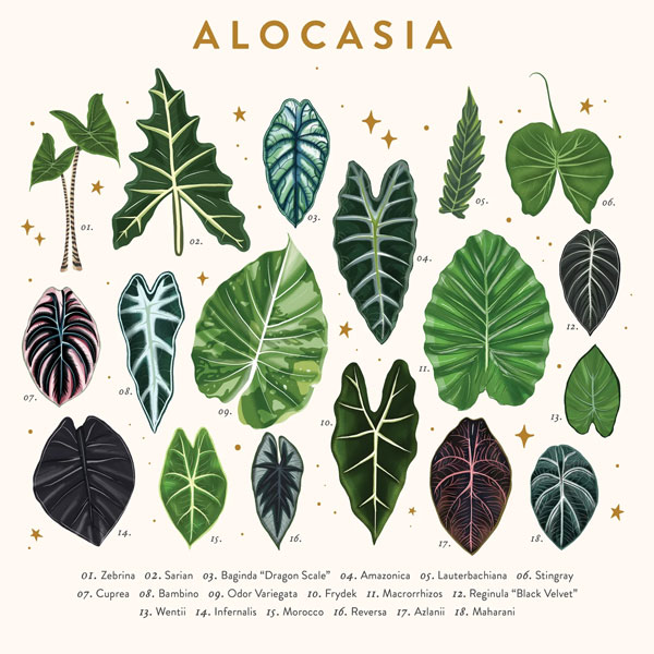 Các dạng lá của dòng cây Alocasia