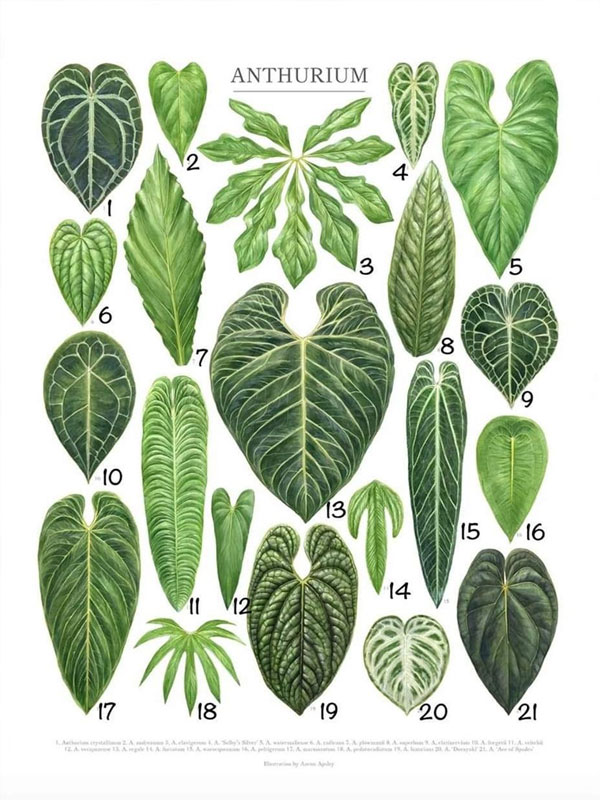 Các dạng lá của dòng cây Anthurium