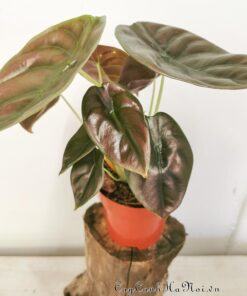 Cây Alocasia Cuprea Red Secret là cây ưa bóng thích hợp trồng trong nhà
