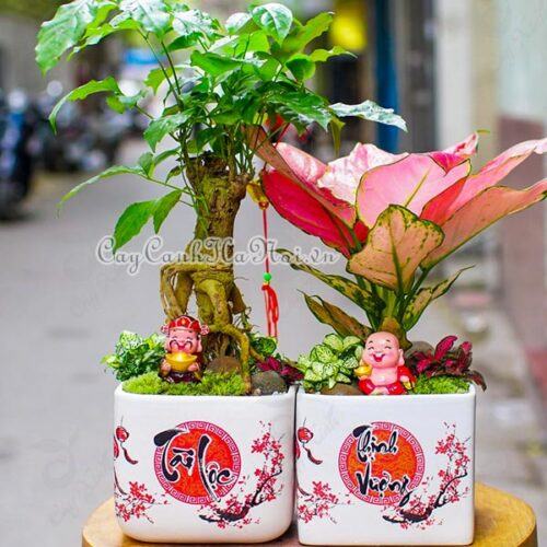 Cây Hạnh phúc là cây gì, công dụng và ý nghĩa cây Hạnh phúc 9 Cây hạnh phúc phù hợp với các mệnh trong ngũ hành