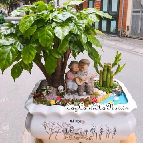 Cách trồng và chăm sóc cây Hạnh phúc 13 Cây hạnh phúc bị héo lá do bệnh nấm tấn công
