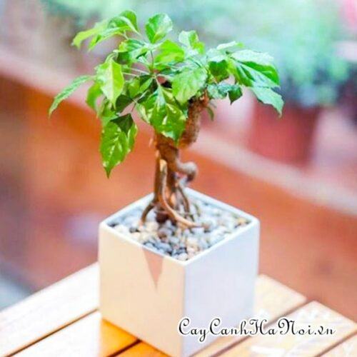 Cây Hạnh phúc là cây gì, công dụng và ý nghĩa cây Hạnh phúc 12 Cây hạnh phúc bị vàng lá có nhiều nguyên nhân