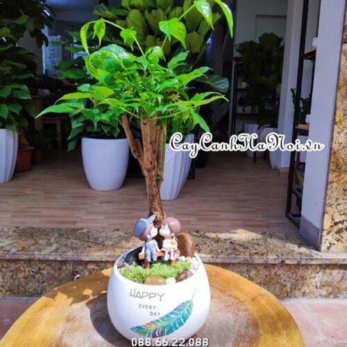 Cách trồng và chăm sóc cây Hạnh phúc 16 Cây hạnh phúc bị vàng lá do tưới nước sai cách
