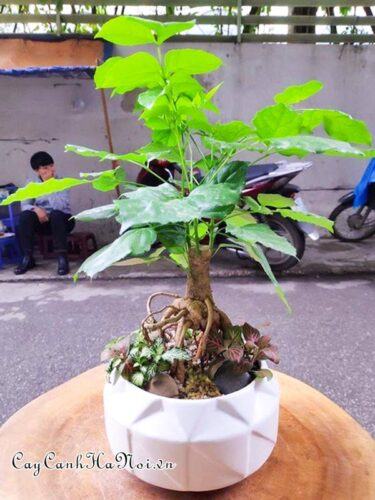 Cây hạnh phúc bonsai để bàn