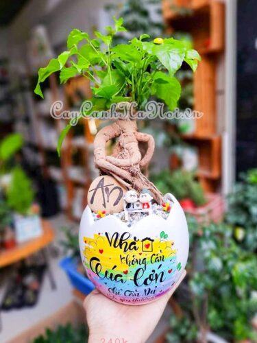 Cây Hạnh phúc là cây gì, công dụng và ý nghĩa cây Hạnh phúc 10 Cây hạnh phúc bonsai đẹp