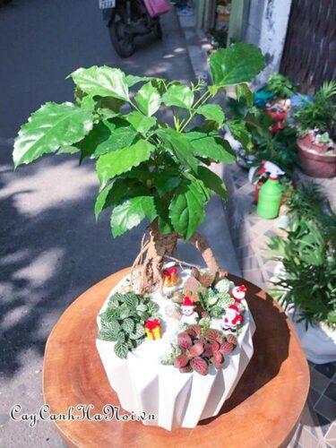 Cây hạnh phúc bonsai trang trí nội thất