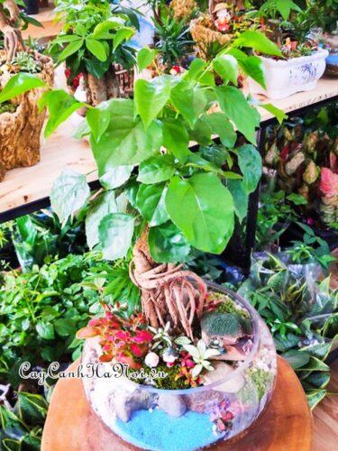 Cây hạnh phúc bonsai trồng chậu thủy tinh
