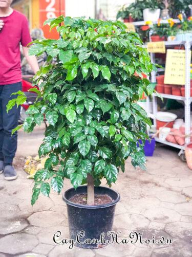 Cây hạnh phúc là gì? Chiêm ngưỡng hình ảnh cây hạnh phúc để bàn 22 Cây hạnh phúc có tên tiếng anh là Radermachera sinica
